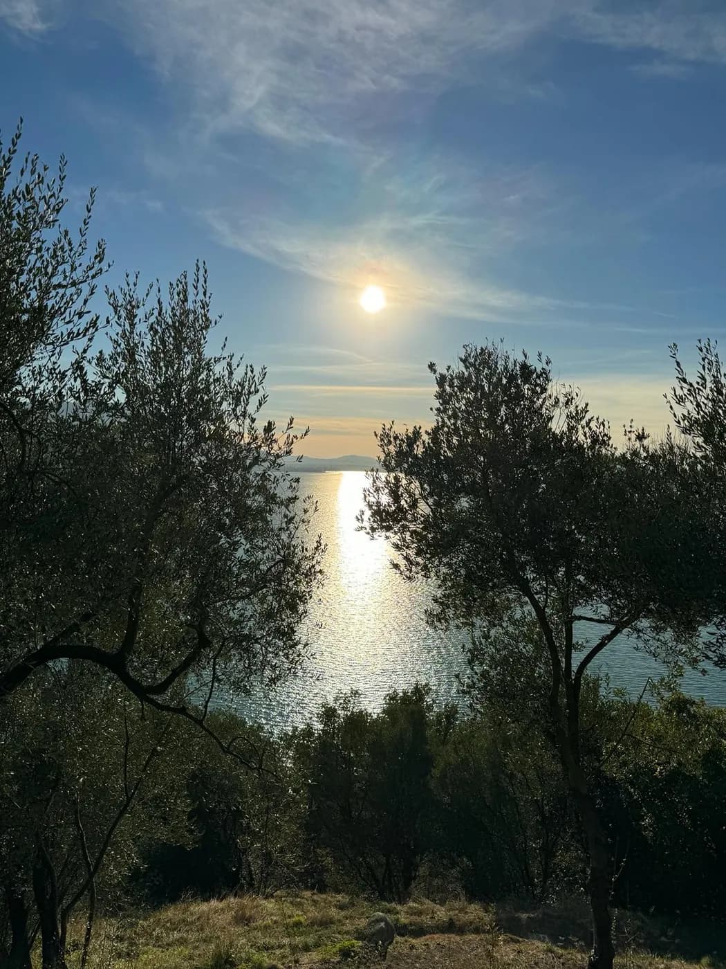 Olivenbäume mit tief stehender Sonne über dem Lago d'Iseo