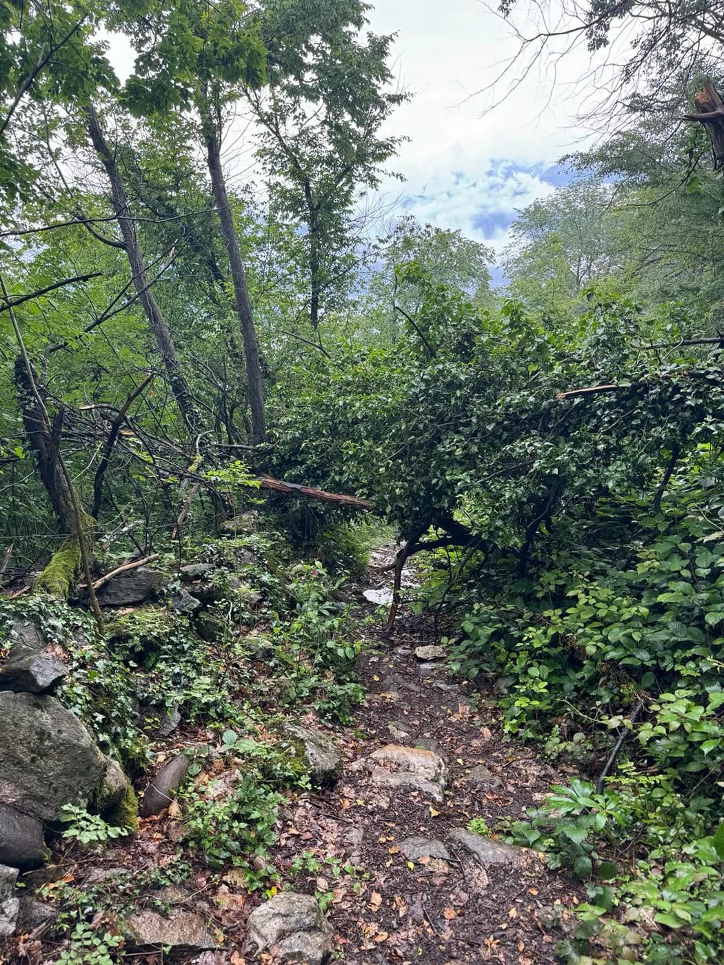 Felsiger Waldpfad mit Steinen und dichtem Grün oberhalb des Lago d'Iseo